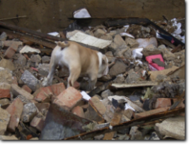 Butcher - ein Englisch Bulldog. Ausgebildeter Rettungshund im Einsatz